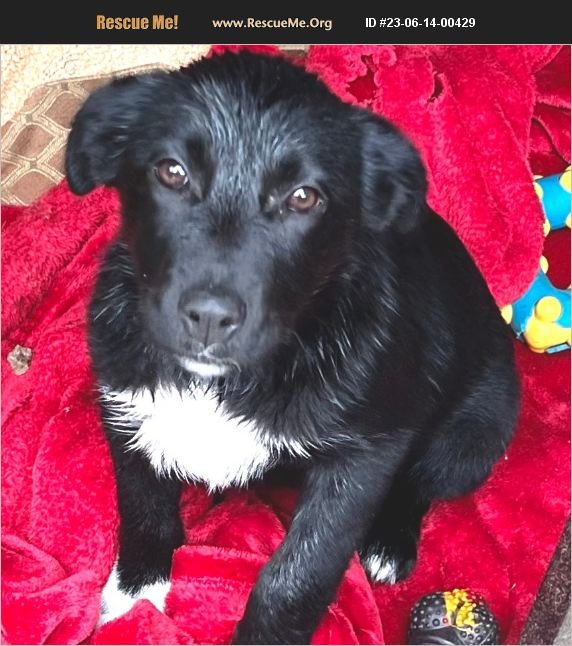 ADOPT 23061400429 Border Collie Rescue Santa Barbara, CA