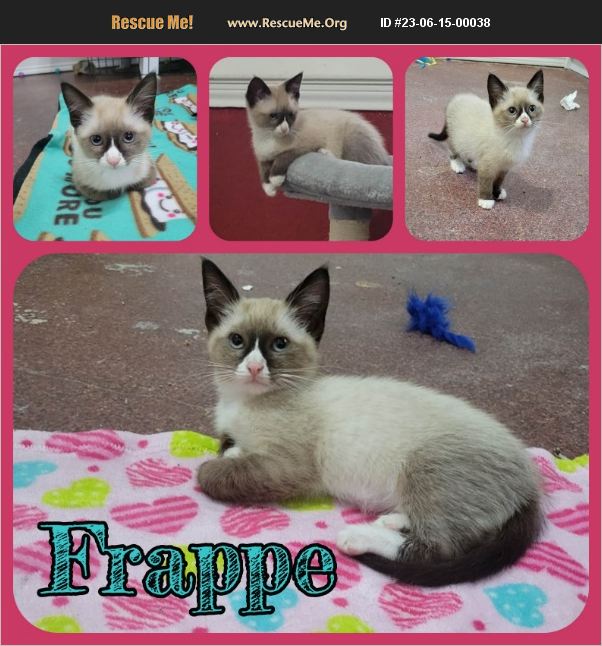 ADOPT 23061500038 Snowshoe Rescue Ft Worth , TX