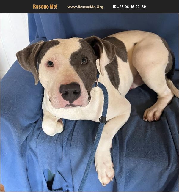 ADOPT 23061500139 Pit Bull Rescue New York