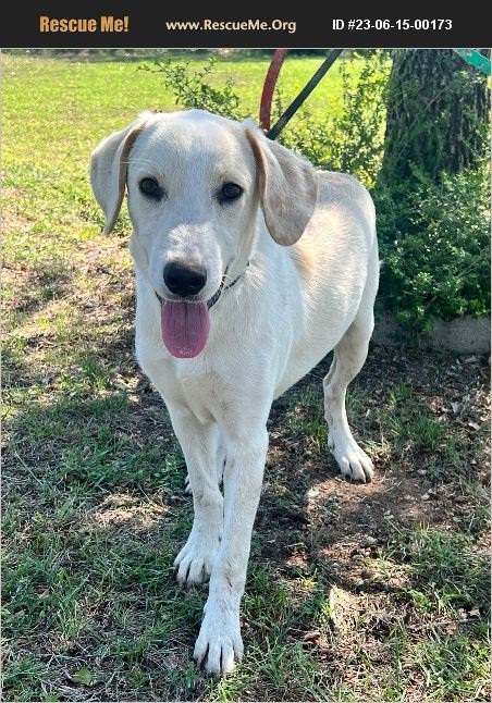 ADOPT 23061500173 Lab Rescue haslet, TX