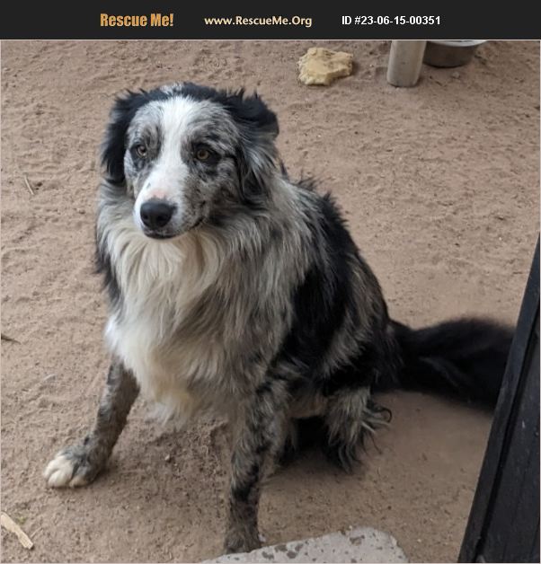 ADOPT 23061500351 Border Collie Rescue Albuquerque, NM