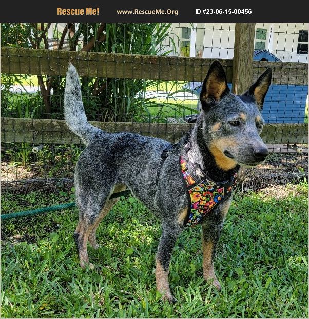 ADOPT 23061500456 Australian Cattle Dog Rescue , FL