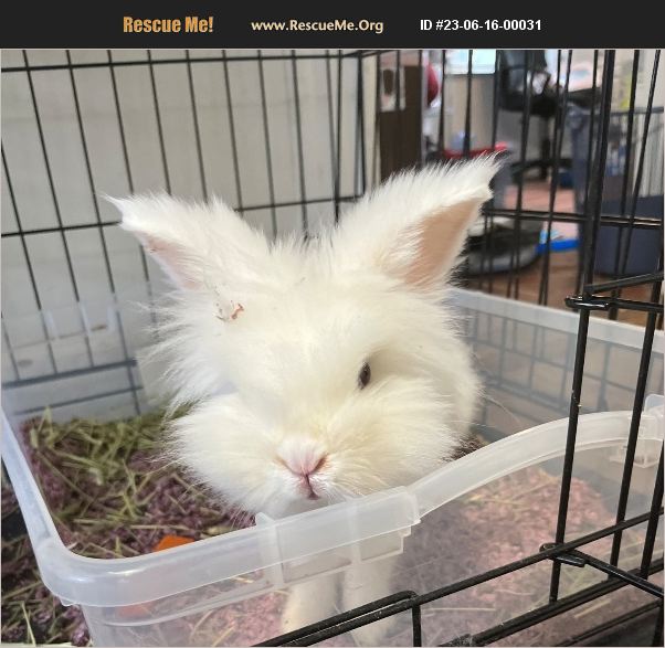 ADOPT 23061600031 Rabbit Rescue Fairfield, CT