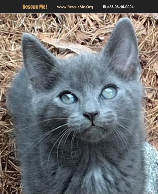 ADOPT 23061600041 Domestic Cat Rescue Scotland Neck, NC