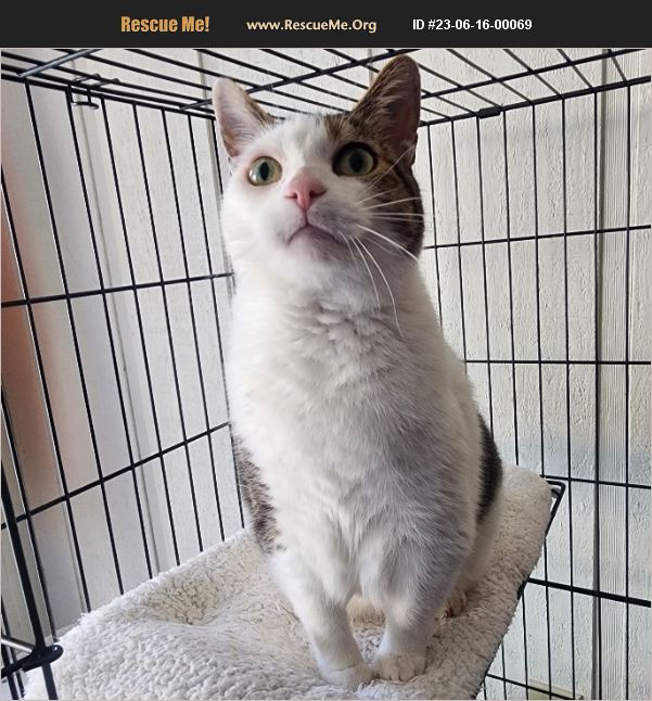 ADOPT 23061600069 Domestic Cat Rescue Duncanville, TX