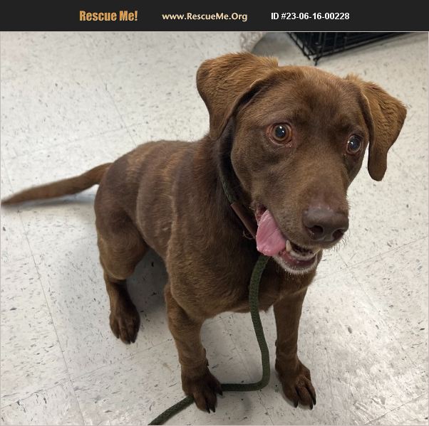 ADOPT 23061600228 Lab Rescue Salt Lake City, UT