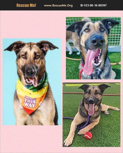 ADOPT 23061600397 German Shepherd Rescue Van Nuys, CA