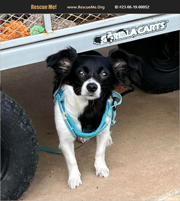 ADOPT 23061900052 Papillon Rescue Lorena, TX