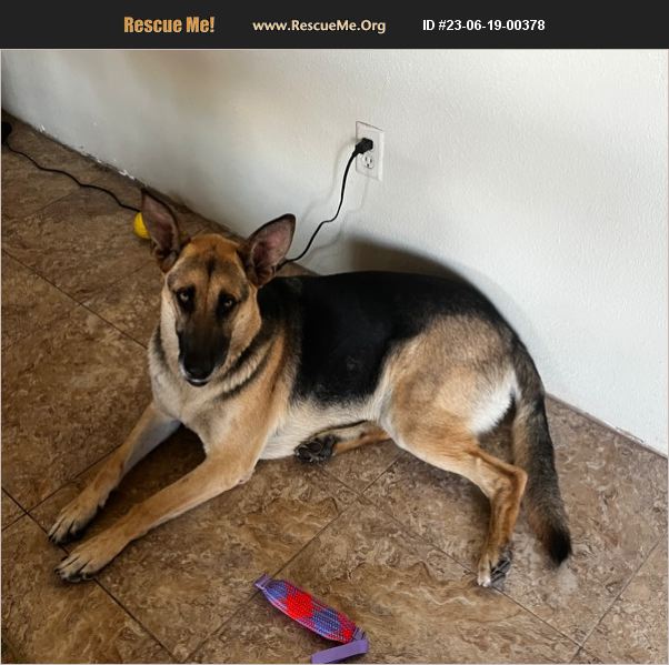 ADOPT 23061900378 German Shepherd Rescue Las Cruces, NM