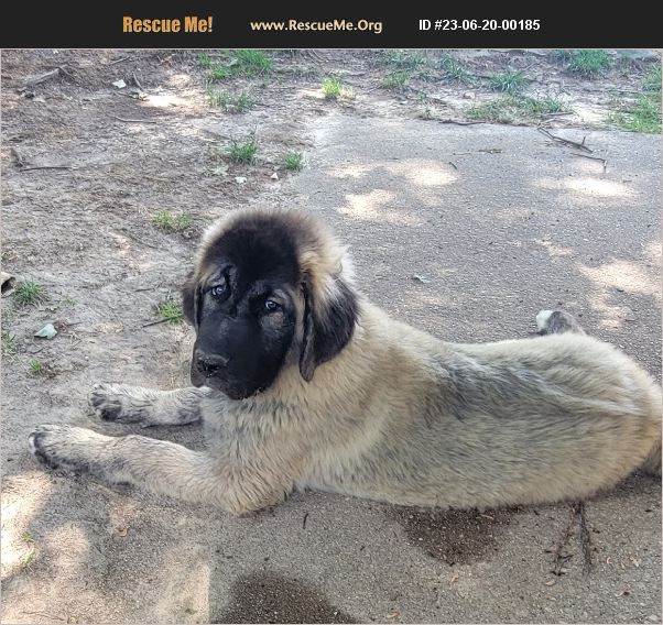 ADOPT 23062000185 Tibetan Mastiff Rescue Glen Mills, PA