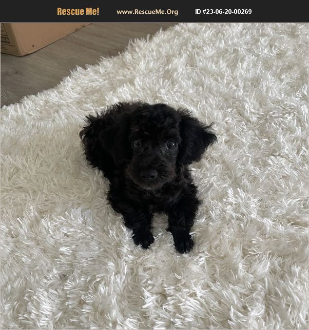 ADOPT 23062000269 Poodle Rescue Santa Monica, CA