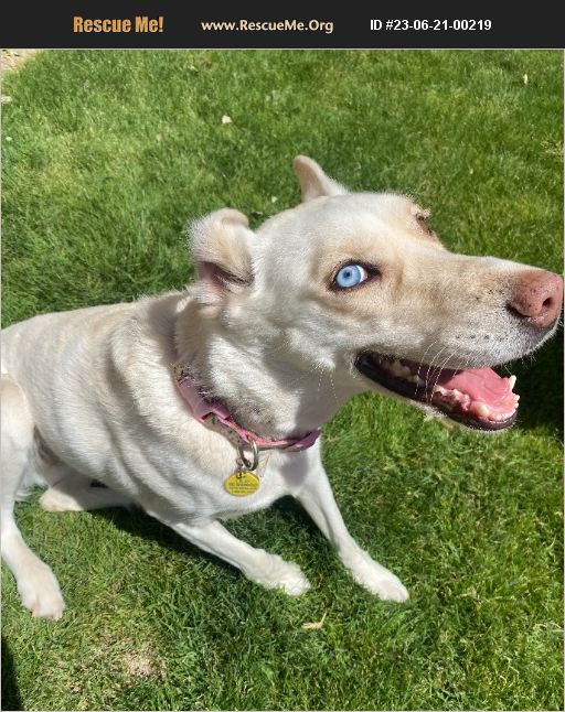 ADOPT 23062100219 Lab Rescue queen creek, AZ