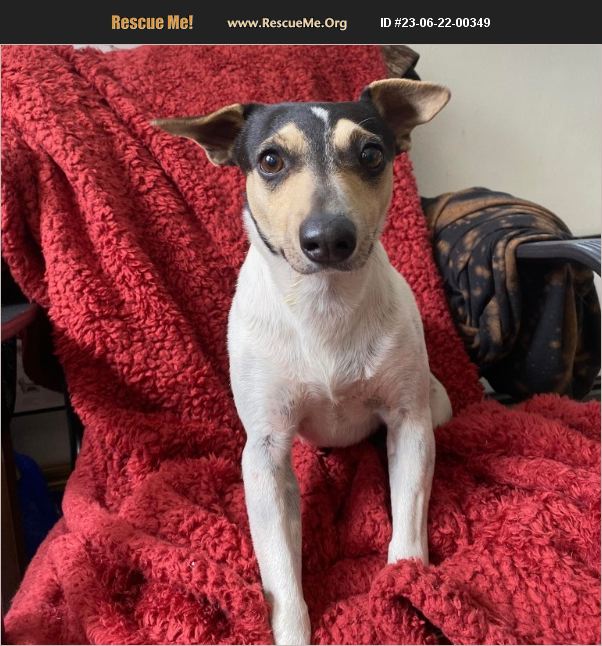 ADOPT 23062200349 Jack Russell Rescue Sunrise Beach, MO