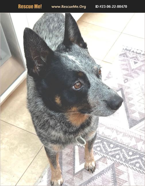 ADOPT 23062200470 Australian Cattle Dog Rescue California