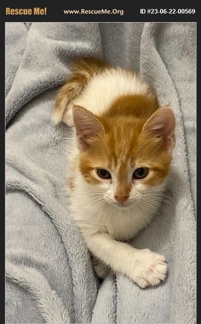 ADOPT 23062200569 Domestic Cat Rescue St Petersburg FL