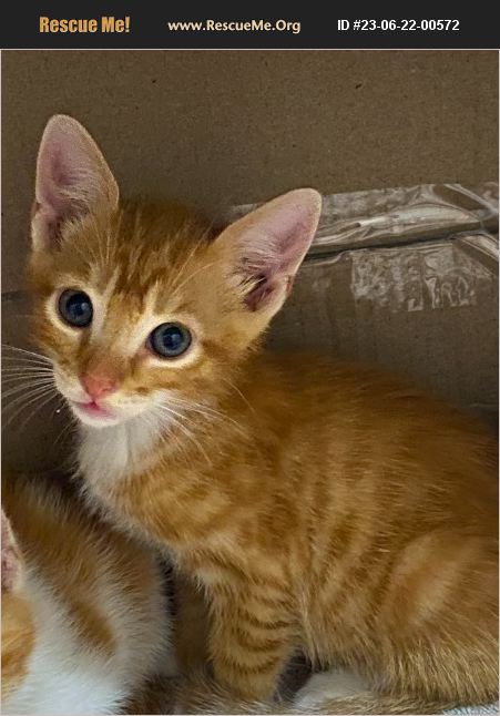 ADOPT 23062200572 Domestic Cat Rescue St Petersburg FL adopt-23062200572-domestic-cat-rescue-st-petersburg-fl