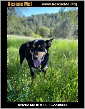 can a australian kelpie live in niger