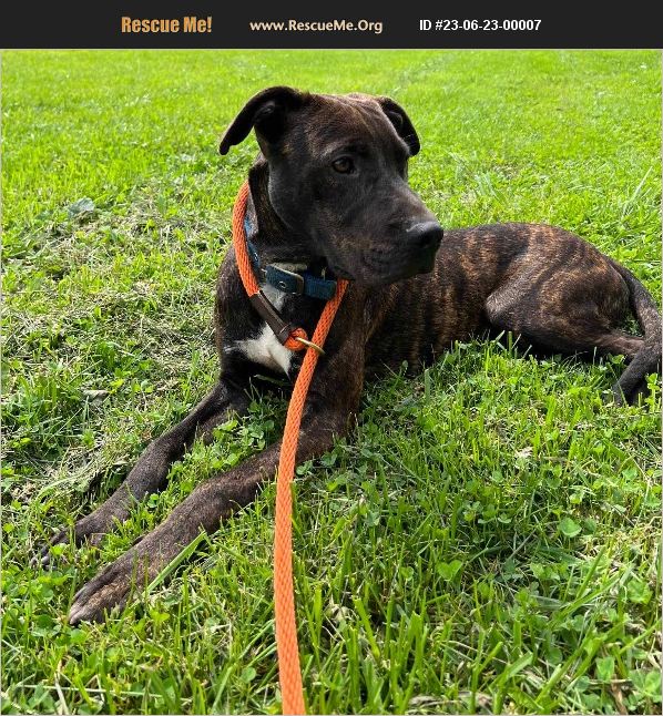 ADOPT 23062300007 Lab Rescue Benton, PA