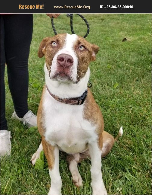 ADOPT 23062300010 Lab Rescue Benton, PA