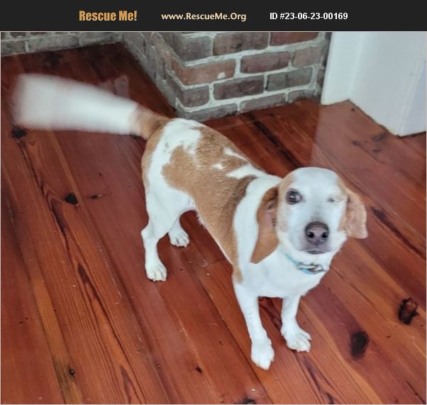 ADOPT 23062300169 Beagle Rescue Charleston, SC