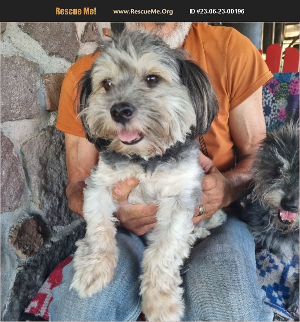 ADOPT 23062300196 Lhasa Apso Rescue Killeen, TX