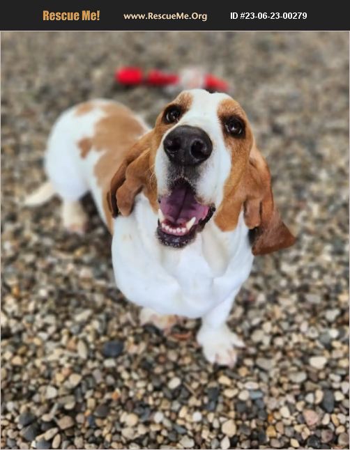ADOPT 23062300279 Basset Hound Rescue Minot, ND