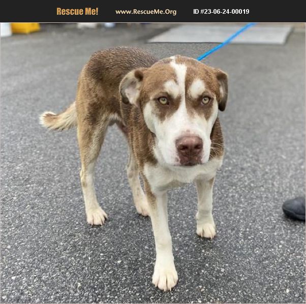 ADOPT 23062400019 Lab Rescue Jonesboro, GA