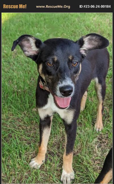 Adopt 23062400184 ~ Australian Kelpie Rescue ~ Carrollton Tx 