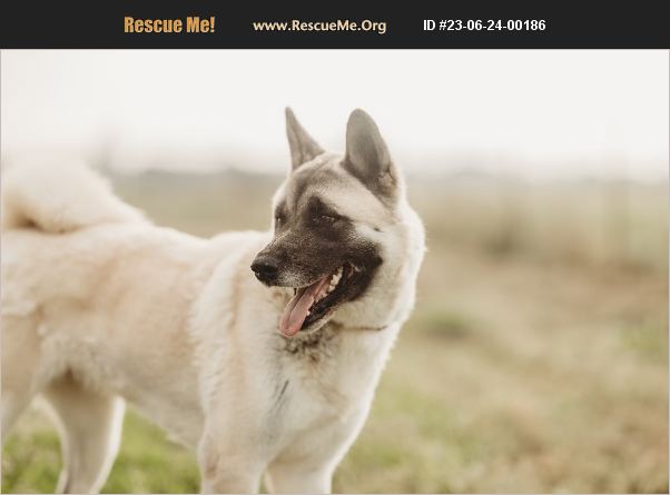 ADOPT 23062400186 ~ Akita Rescue ~ Texas