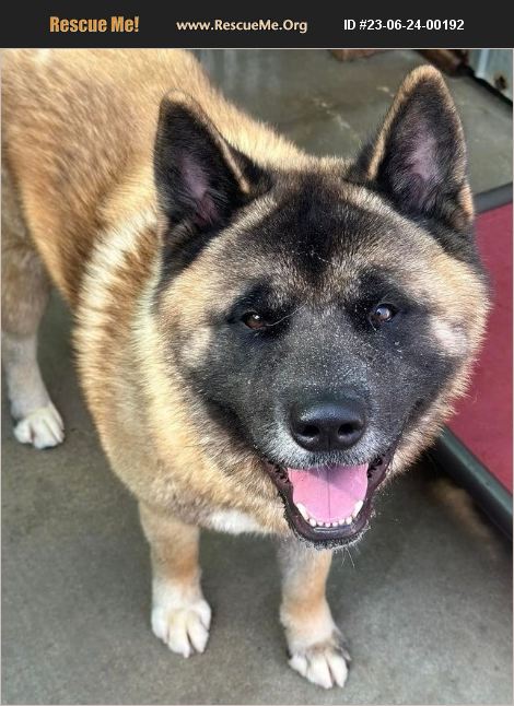 ADOPT 23062400192 ~ Akita Rescue ~ Klondike, TX