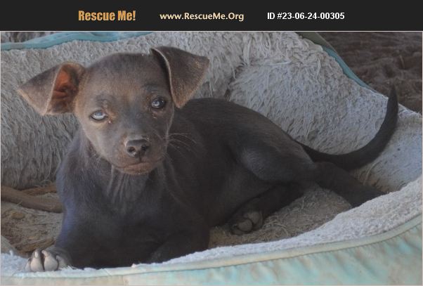 ADOPT 23062400305 Chihuahua Rescue Casa Grande AZ