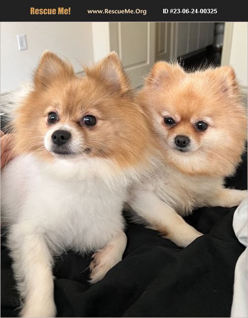 Adopt Pomeranian Rescue Angleton Tx