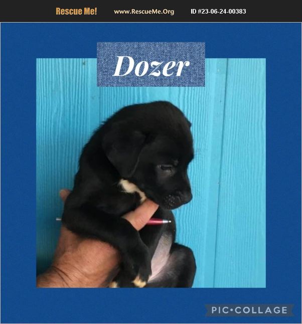 ADOPT 23062400383 Lab Rescue Ringwood, NJ