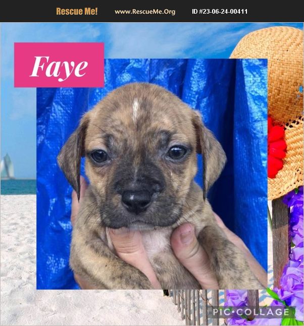 ADOPT 23062400411 Lab Rescue Ringwood, NJ