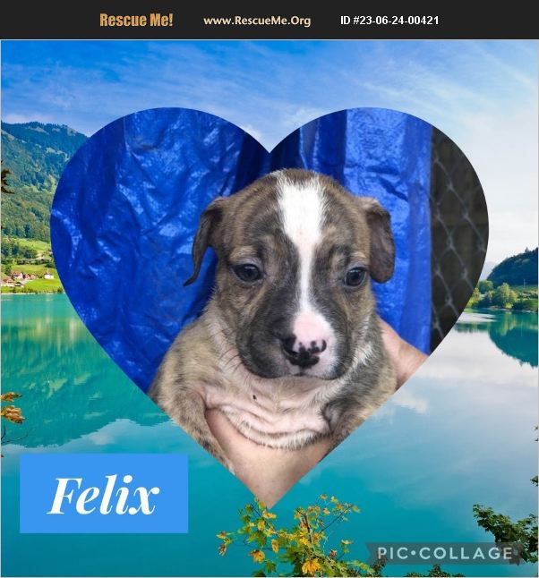 ADOPT 23062400421 Lab Rescue Ringwood, NJ