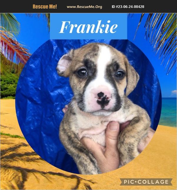 ADOPT 23062400428 Lab Rescue Ringwood, NJ