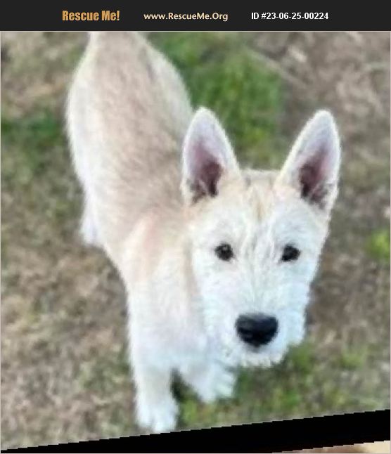 ADOPT 23062500224 Irish Wolfhound Rescue Palmdale, CA