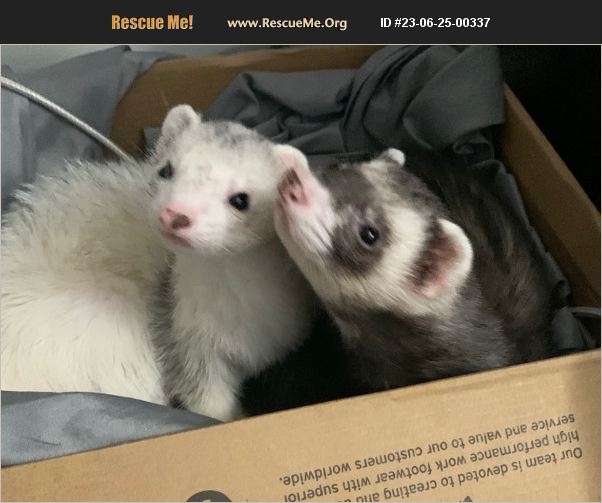 ADOPT 23062500337 Small Mammal Rescue Baldwinsville, NY