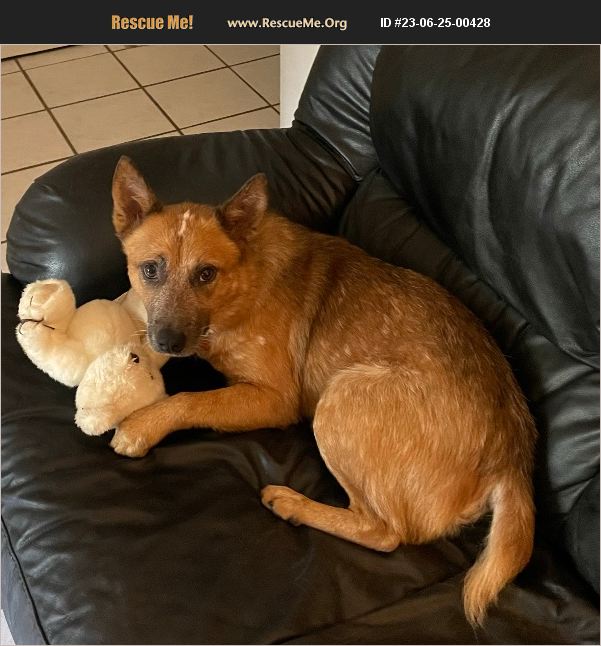 ADOPT 23062500428 Australian Cattle Dog Rescue , FL