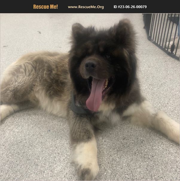 ADOPT 23062600079 Akita Rescue Pottstown, PA