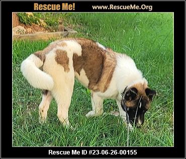 - Texas Akita Rescue - ADOPTIONS - Rescue Me!