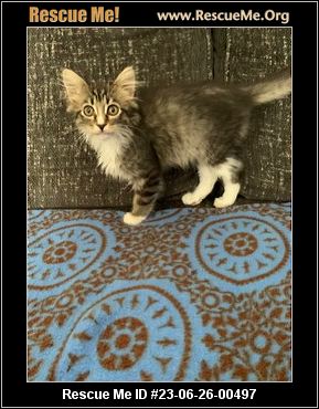 - California Maine Coon Rescue - ADOPTIONS - Rescue Me!