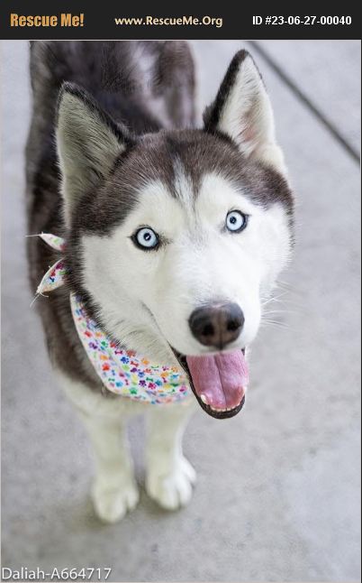 ADOPT 23062700040 ~ Siberian Husky Rescue ~ Sacramento, CA