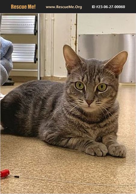 ADOPT 23062700060 ~ Domestic Cat Rescue ~ Brick, NJ