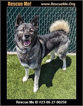 - California Akita Rescue - ADOPTIONS - Rescue Me!