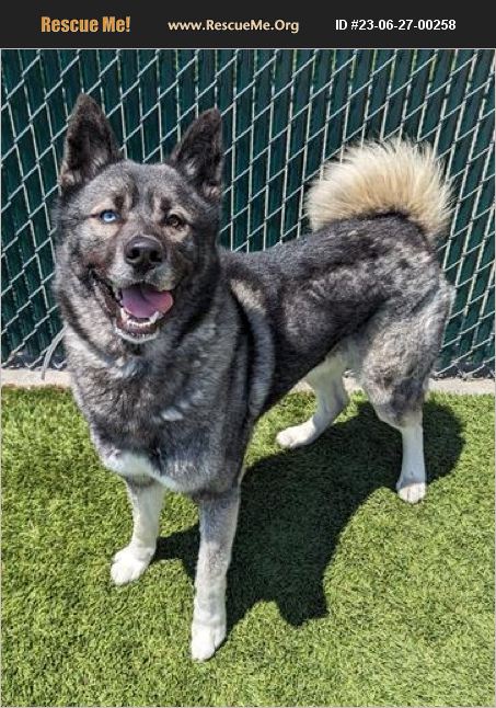 ADOPT 23062700258 ~ Akita Rescue ~ California