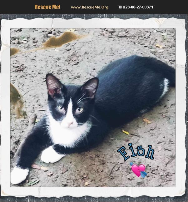 ADOPT 23062700371 Domestic Cat Rescue East Dundee, IL