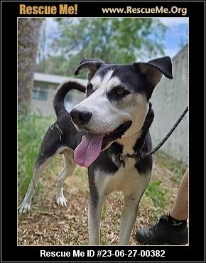 - Oregon Dog Rescue - Adoptions - Rescue Me!