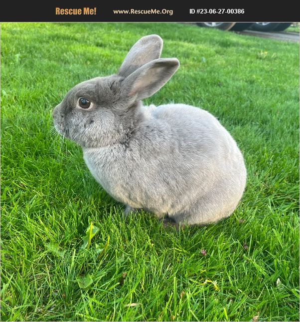 ADOPT 23062700386 Rabbit Rescue Beaverton, OR