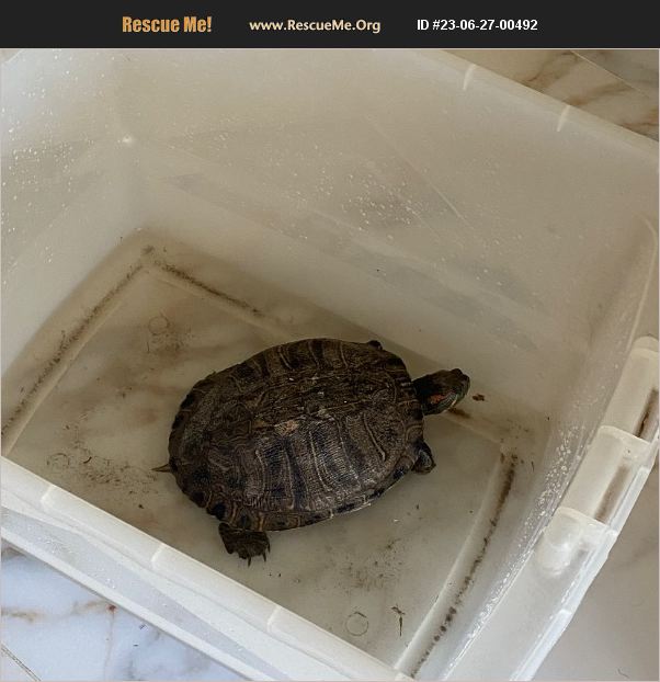 ADOPT 23062700492 ~ Reptile/Amphibian Rescue ~ houston, TX